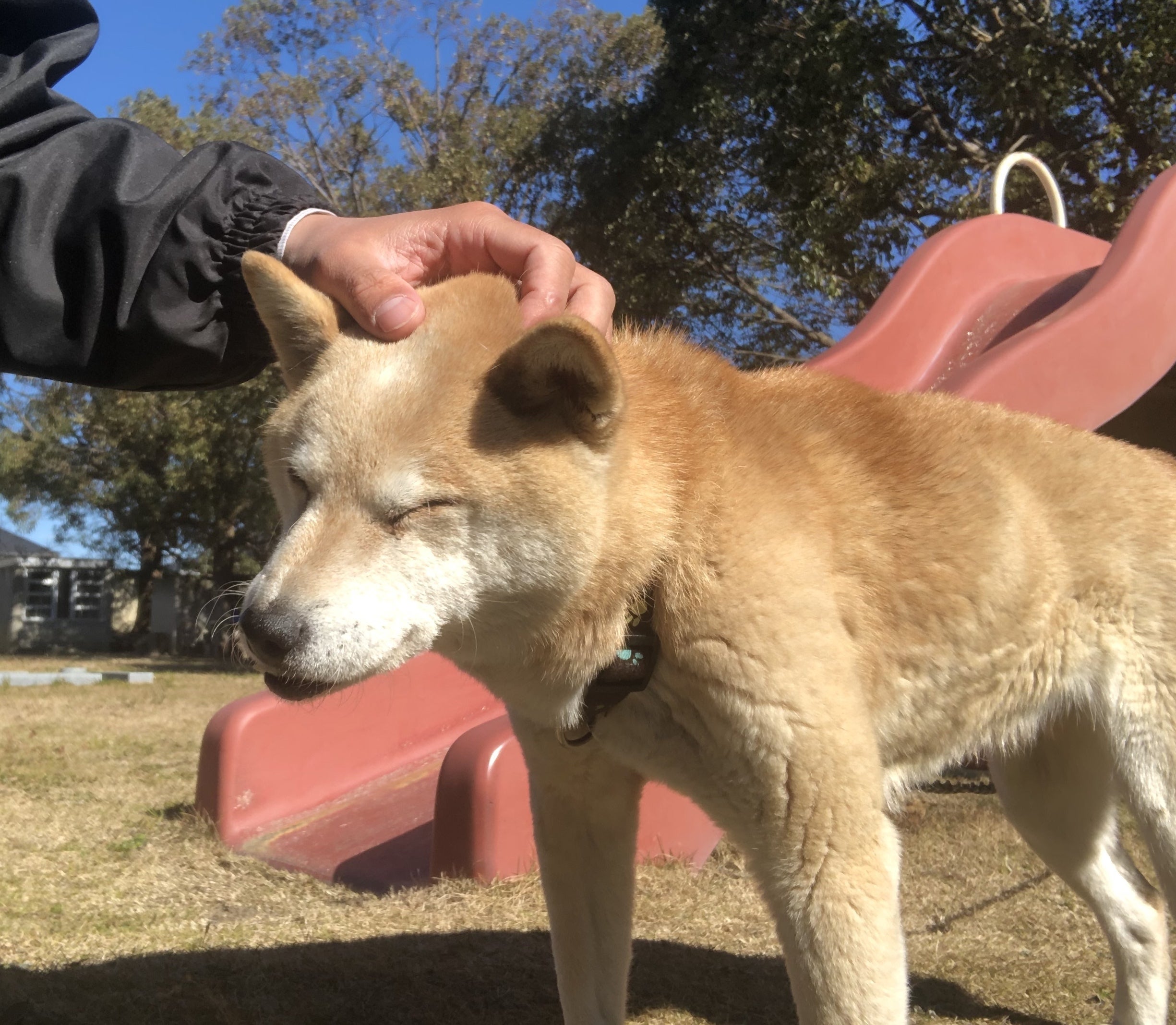 ペット業界改革 今までなかった ペット専門のエンゼルケアで飼い主様の心を癒やす Campfire キャンプファイヤー