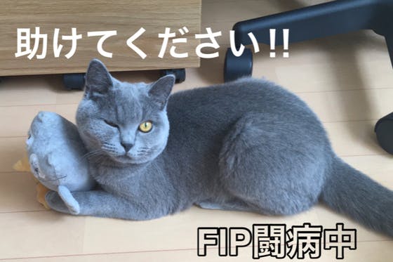 Fip 猫伝染性腹膜炎 治療費のご支援をお願いします Campfire キャンプファイヤー