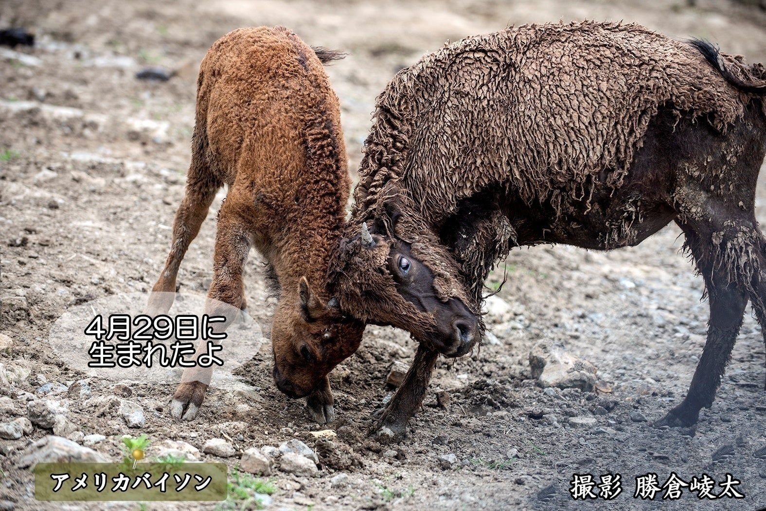 3番目のメイン画像