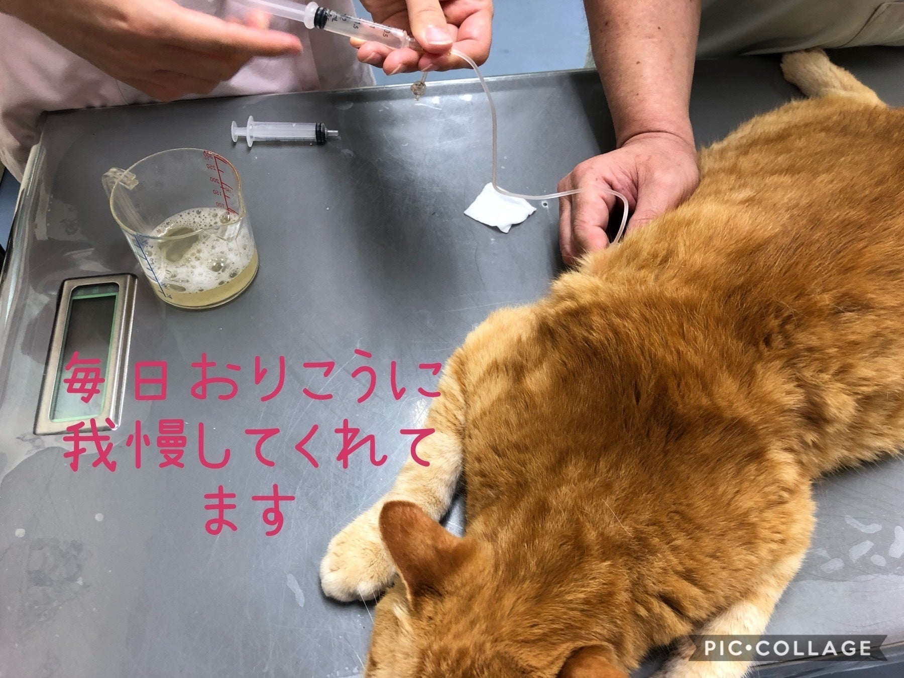 愛猫に支援をお願いします！！（心筋症による動脈血栓塞栓症及び心嚢液 