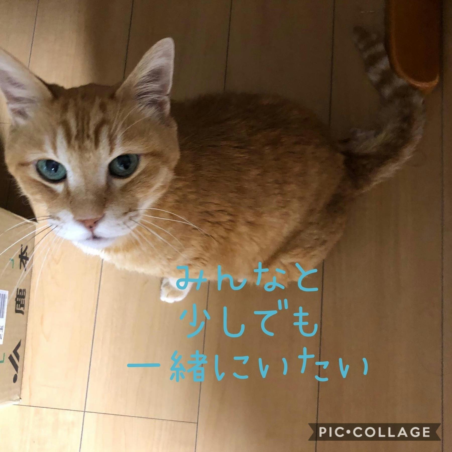 愛猫に支援をお願いします！！（心筋症による動脈血栓塞栓症及び心嚢液 