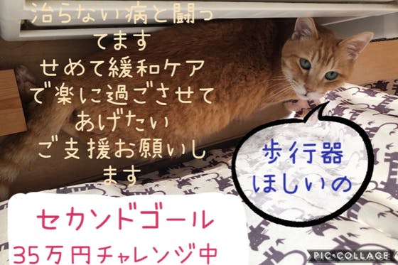 愛猫に支援をお願いします 心筋症による動脈血栓塞栓症及び心嚢液貯留 Campfire キャンプファイヤー