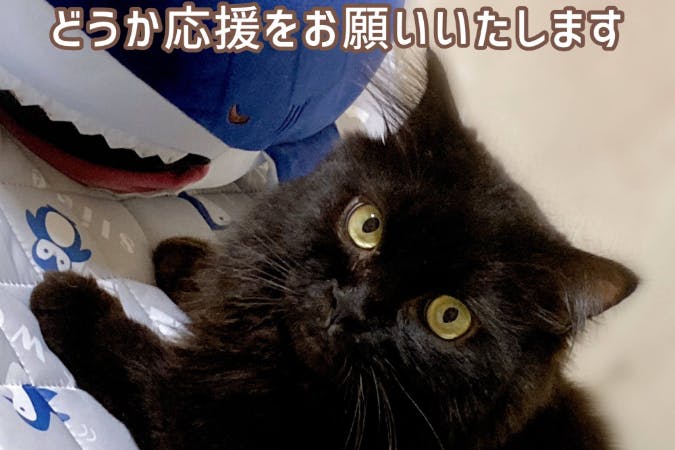 愛猫ちびを助けてください Fip 猫伝染性腹膜炎 治療費ご支援のお願いです Campfire キャンプファイヤー