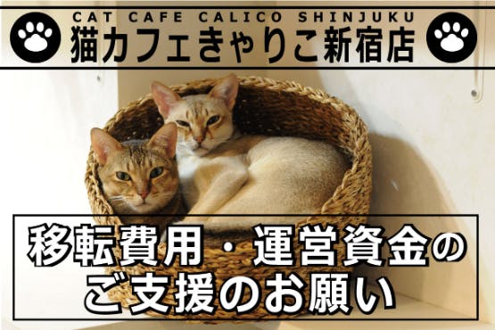 猫カフェきゃりこ新宿店】店舗移転費用のご支援のお願い - CAMPFIRE