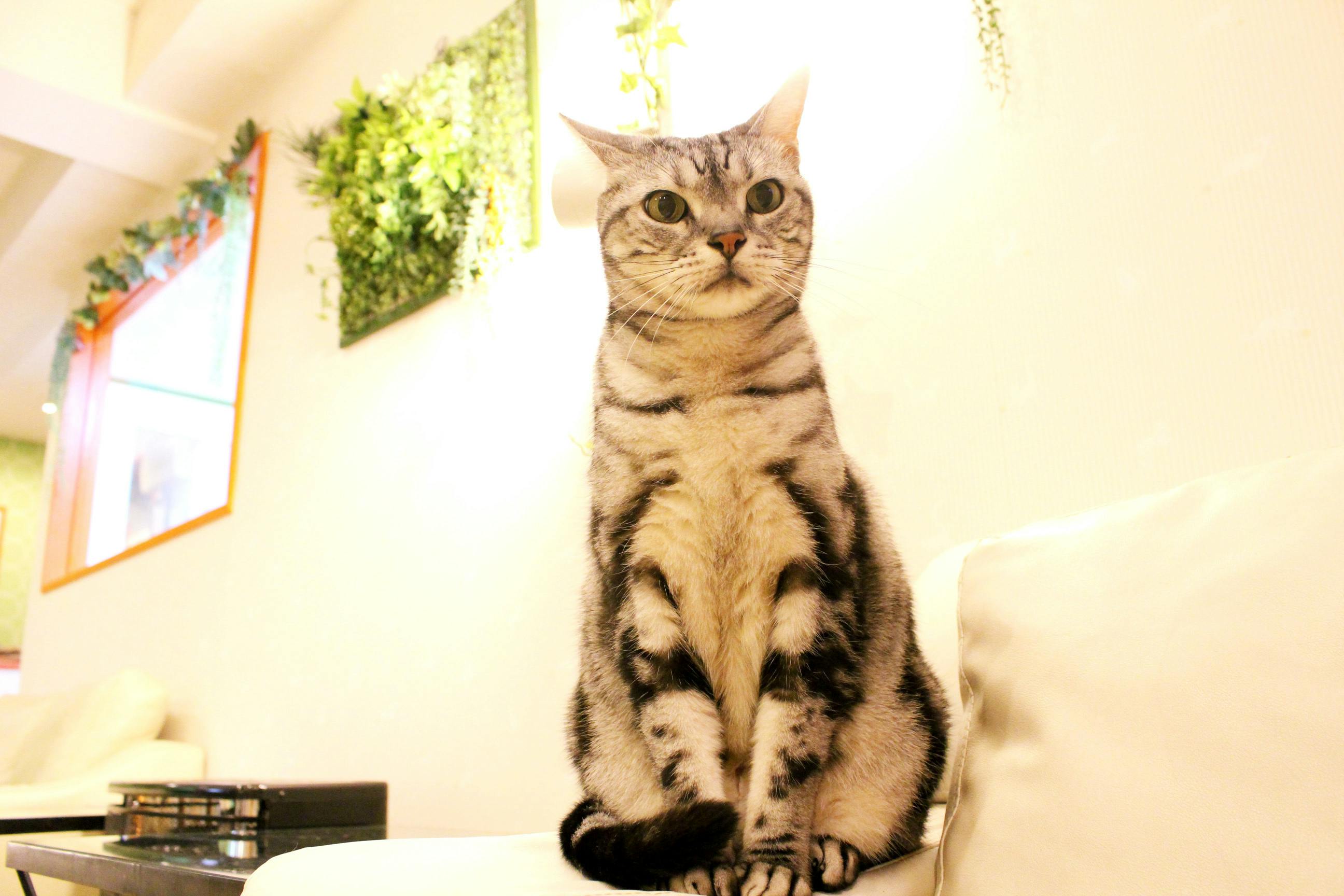 長野の猫カフェ ねこカフェなる 事業継続の支援のお願いですの支援者一覧 Campfire キャンプファイヤー 長野の猫カフェ ねこカフェなる 事業継続の支援のお願いですの支援者一覧 Campfire キャンプファイヤー