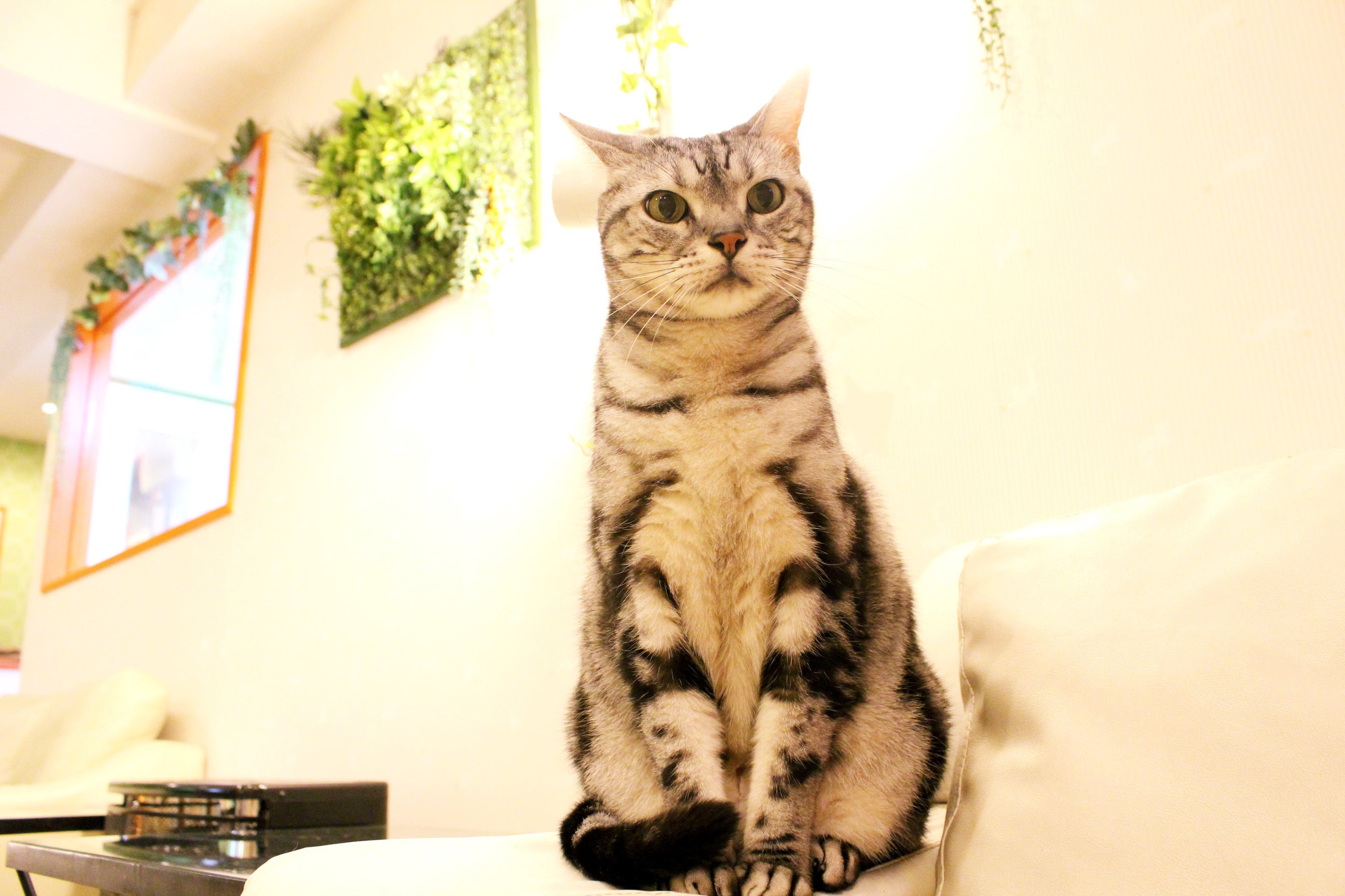 長野の猫カフェ ねこカフェなる 事業継続の支援のお願いです Campfire キャンプファイヤー 長野の猫カフェ ねこカフェなる 事業継続の支援のお願いです Campfire キャンプファイヤー