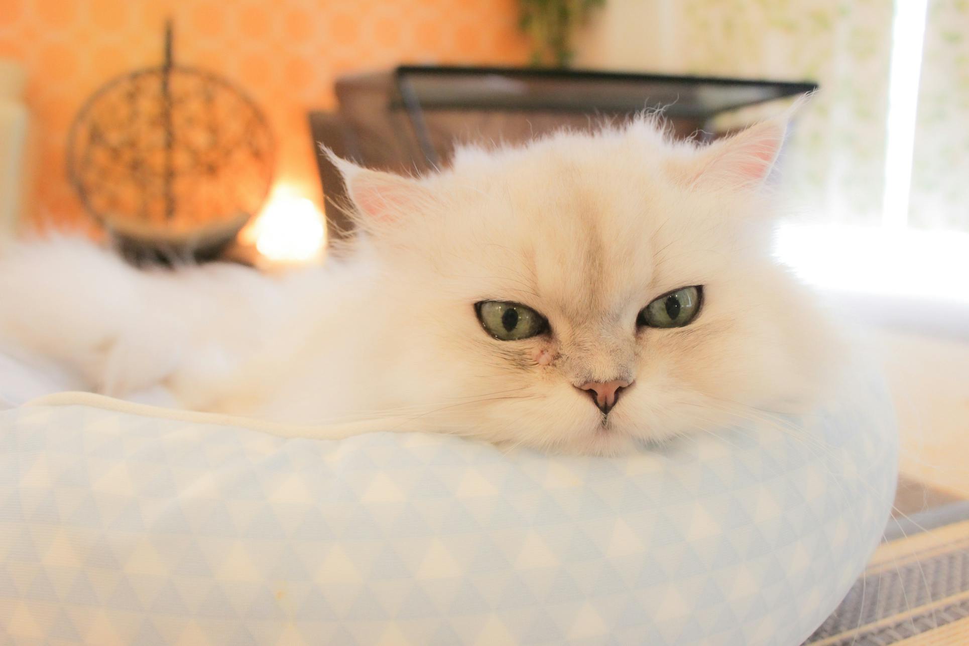 長野の猫カフェ ねこカフェなる 事業継続の支援のお願いですの支援者一覧 Campfire キャンプファイヤー 長野の猫カフェ ねこカフェなる 事業継続の支援のお願いですの支援者一覧 Campfire キャンプファイヤー