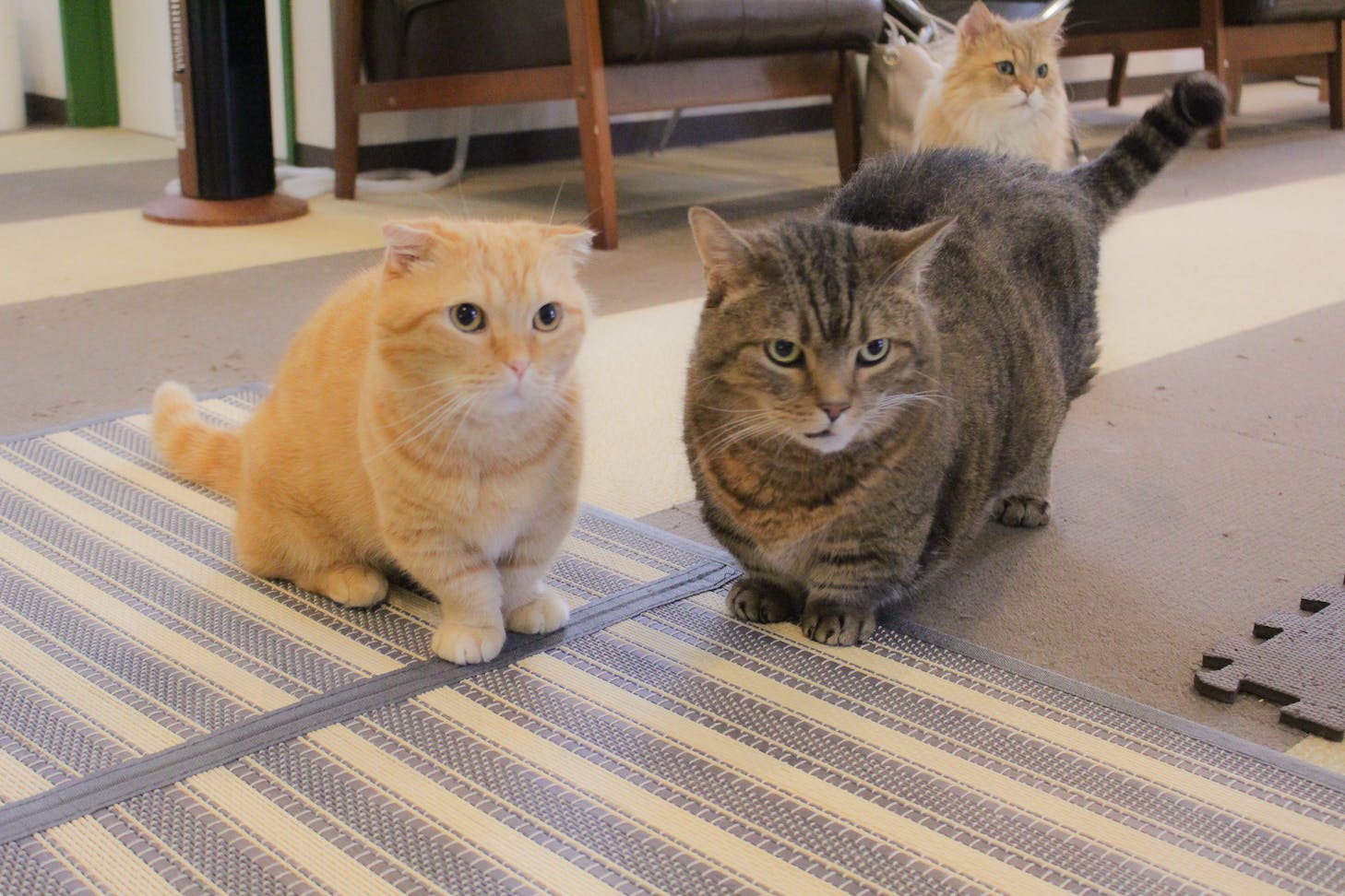 長野の猫カフェ ねこカフェなる 事業継続の支援のお願いです Campfire キャンプファイヤー 長野の猫カフェ ねこカフェなる 事業継続の支援のお願いです Campfire キャンプファイヤー