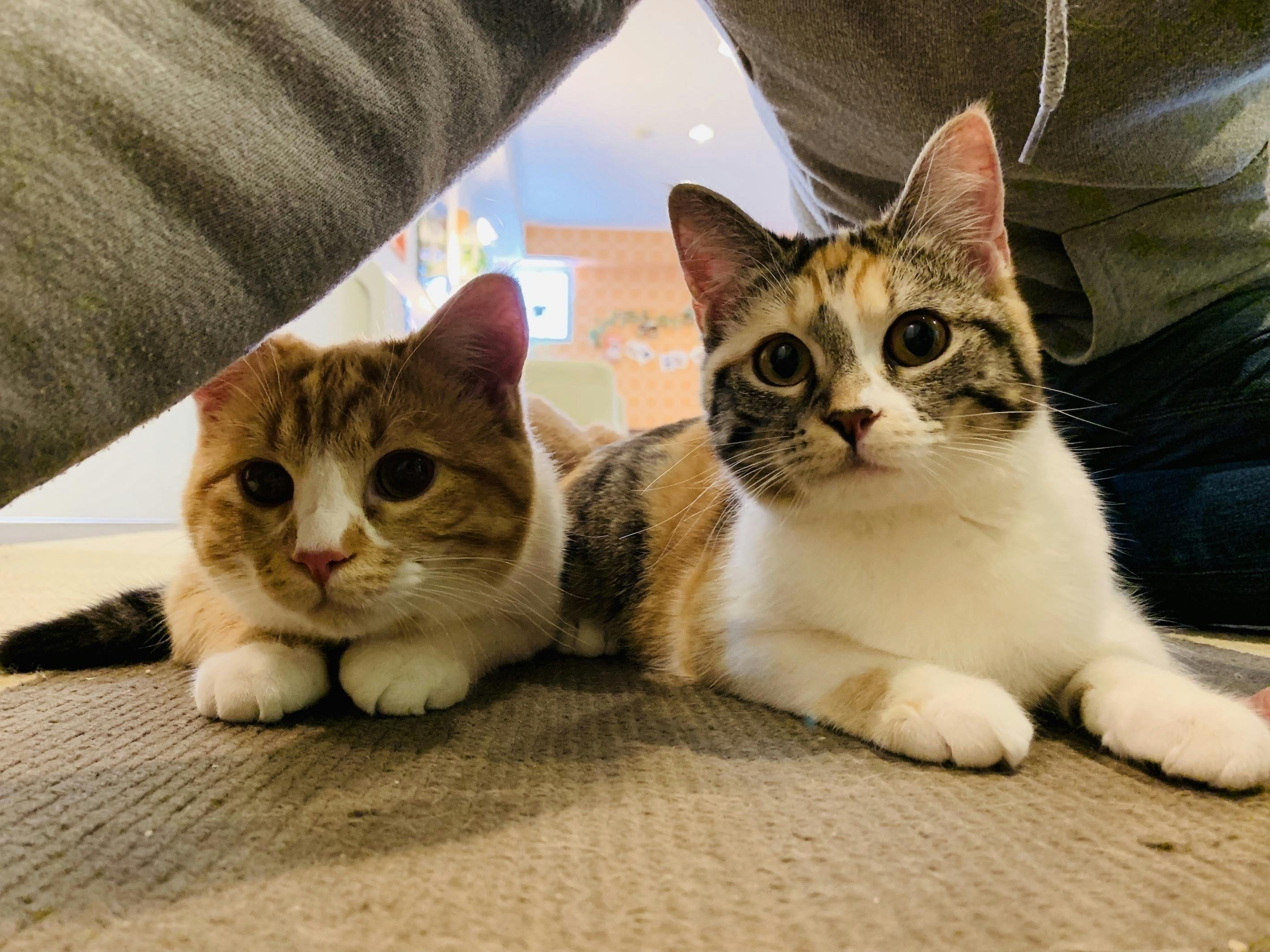 長野の猫カフェ ねこカフェなる 事業継続の支援のお願いです Campfire キャンプファイヤー 長野の猫カフェ ねこカフェなる 事業継続の支援のお願いです Campfire キャンプファイヤー