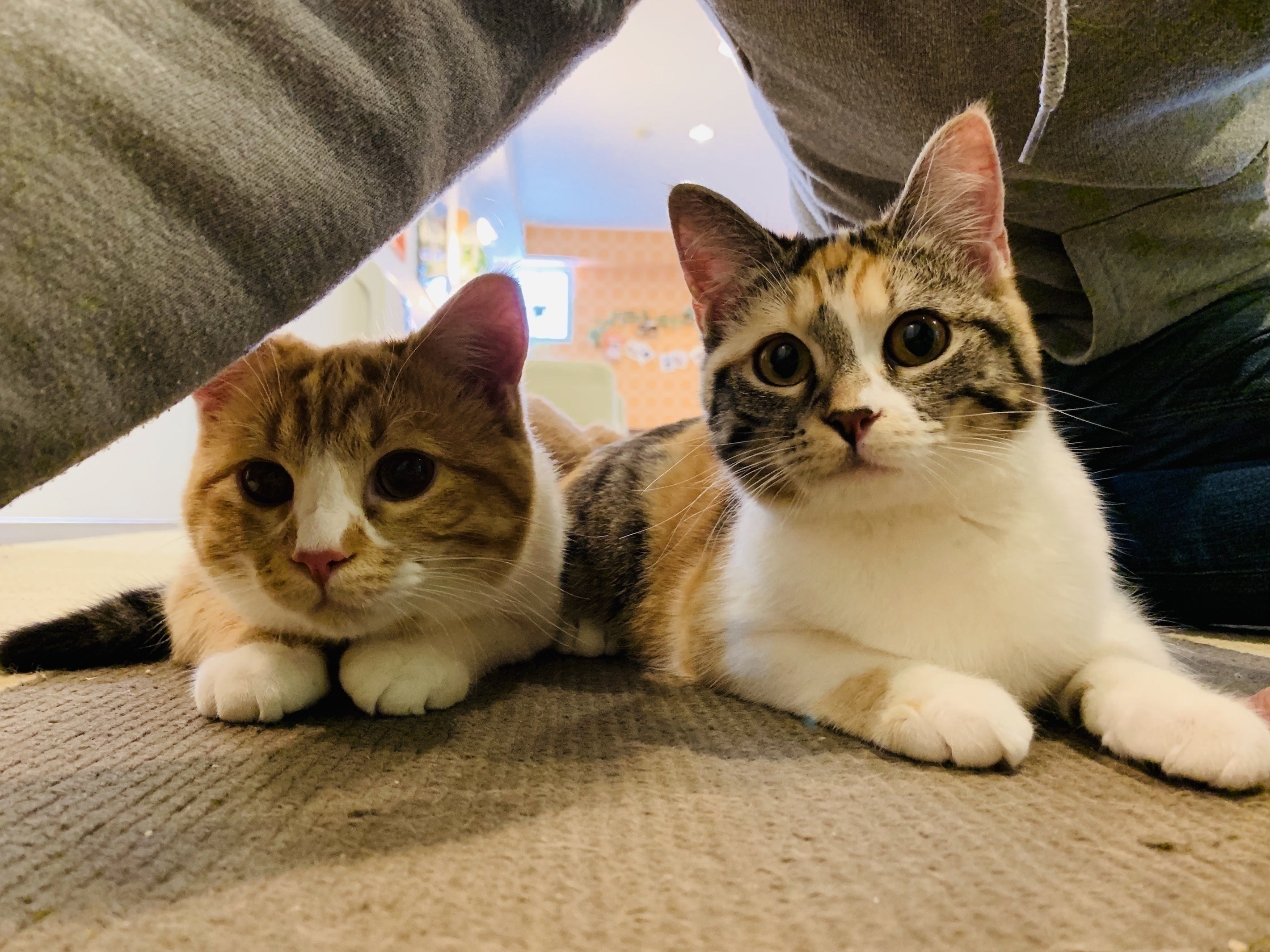 長野の猫カフェ ねこカフェなる 事業継続の支援のお願いです Campfire キャンプファイヤー 長野の猫カフェ ねこカフェなる 事業継続の支援のお願いです Campfire キャンプファイヤー