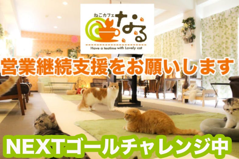 長野の猫カフェ ねこカフェなる 事業継続の支援のお願いです Campfire キャンプファイヤー