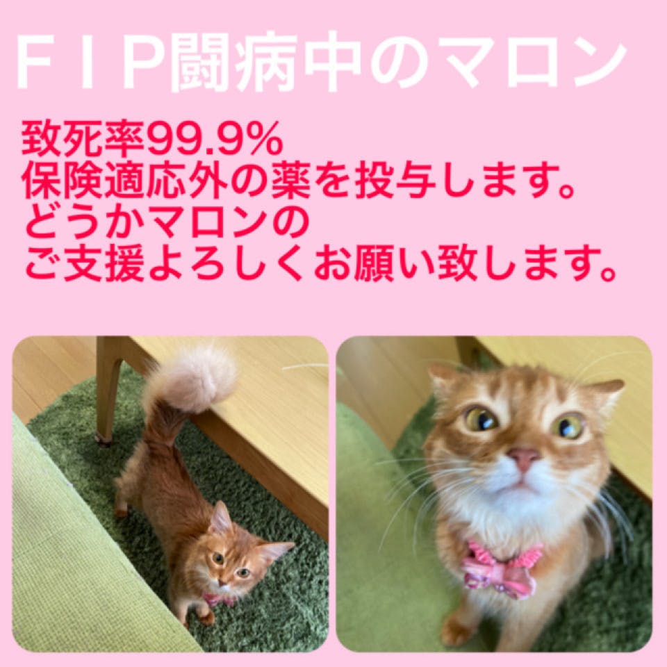 致死率99.9%猫伝染性腹膜炎（FIP）にかかったマロンを救って下さい 