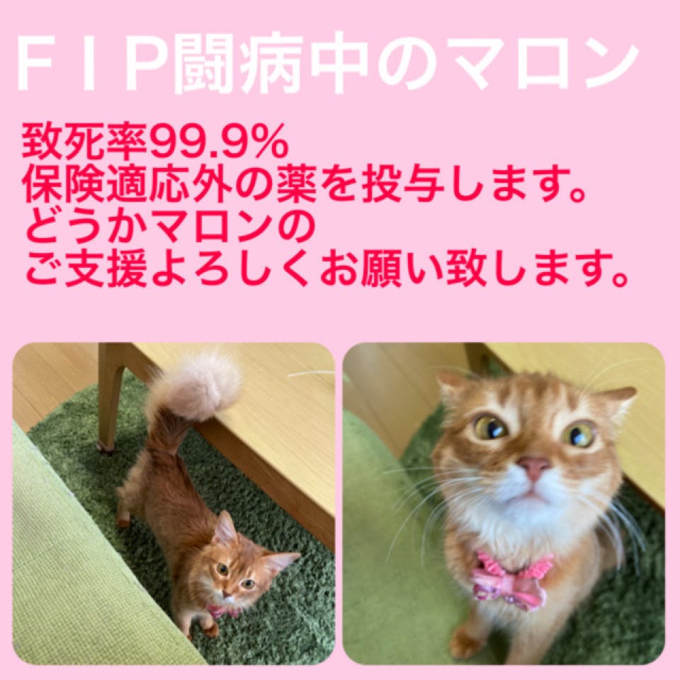 致死率99 9 猫伝染性腹膜炎 Fip にかかったマロンを救って下さい Campfire キャンプファイヤー 致死率99 9 猫伝染性腹膜炎 Fip にかかったマロンを救って下さい Campfire キャンプファイヤー