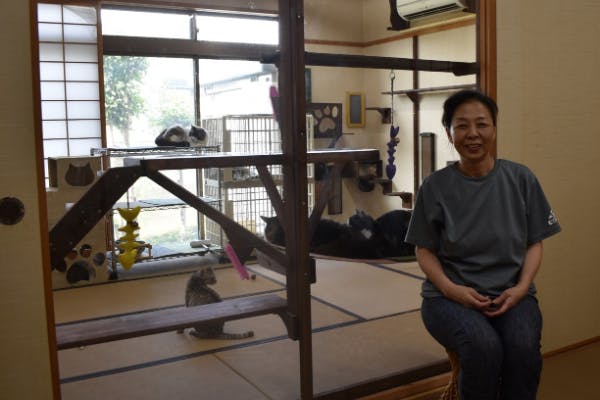 猫と触れ合える旅館 新玉 あらたま 旅館 の保護猫たちの命を守りたい Campfire キャンプファイヤー 猫と触れ合える旅館 新玉 あらたま 旅館 の保護猫たちの命を守りたい Campfire キャンプファイヤー