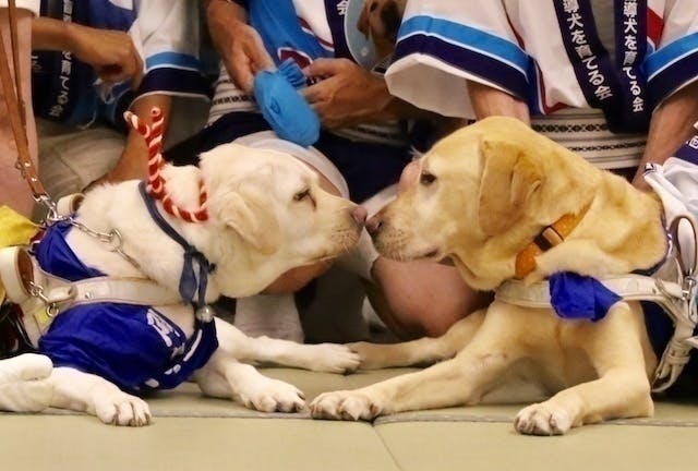 盲導犬の育成と無償貸与 啓発活動を継続するために力をお貸し下さい Campfire キャンプファイヤー 盲導犬の育成と無償貸与 啓発活動を継続するために力をお貸し下さい Campfire キャンプファイヤー