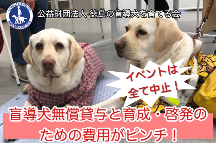 盲導犬の育成と無償貸与 啓発活動を継続するために力をお貸し下さい Campfire キャンプファイヤー