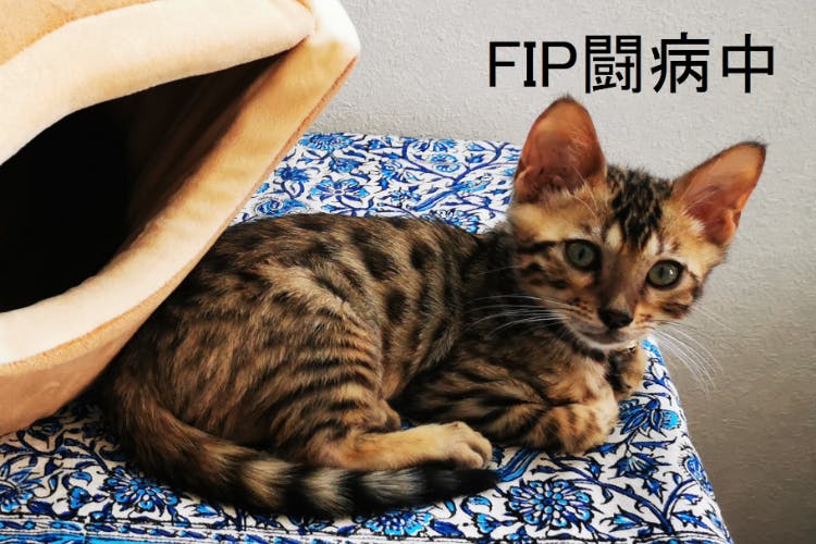 生後5ヶ月の凛太郎を猫伝染性腹膜炎 Fip から救うため ご支援お願いしますアクティビティ Campfire キャンプファイヤー