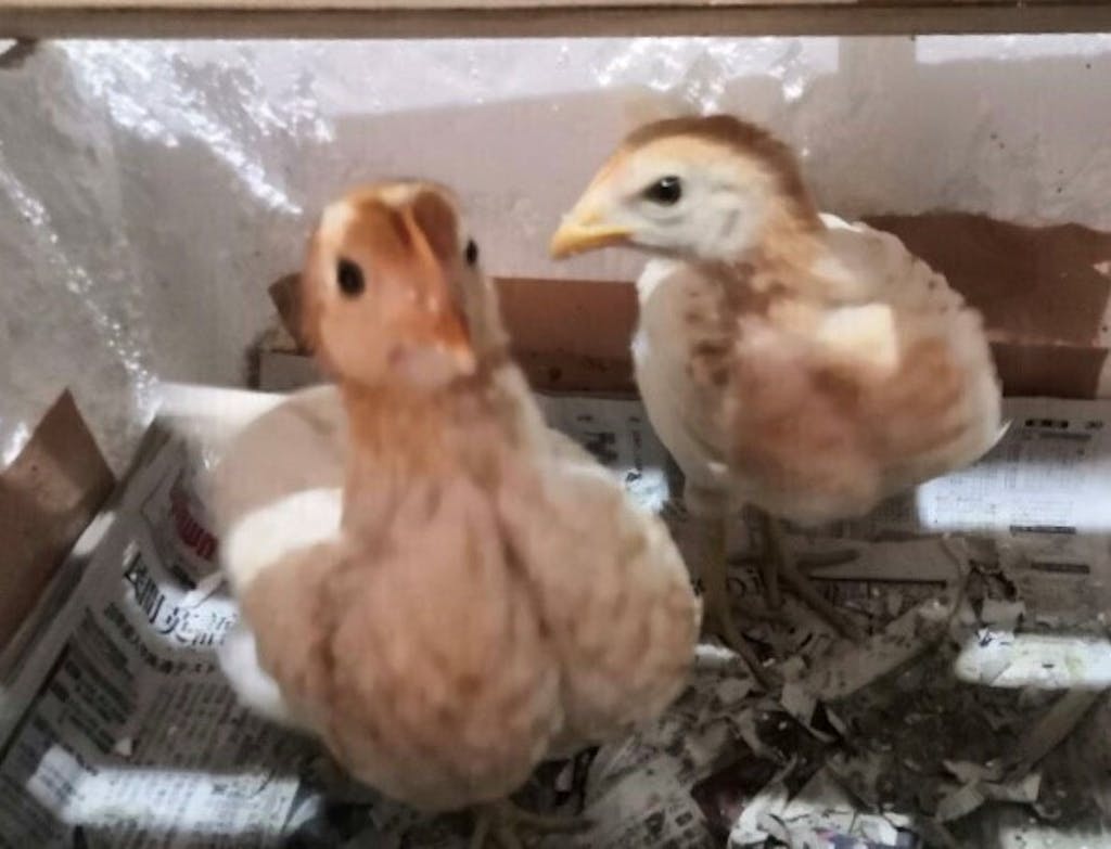 ペットの鳥によく見られる病気