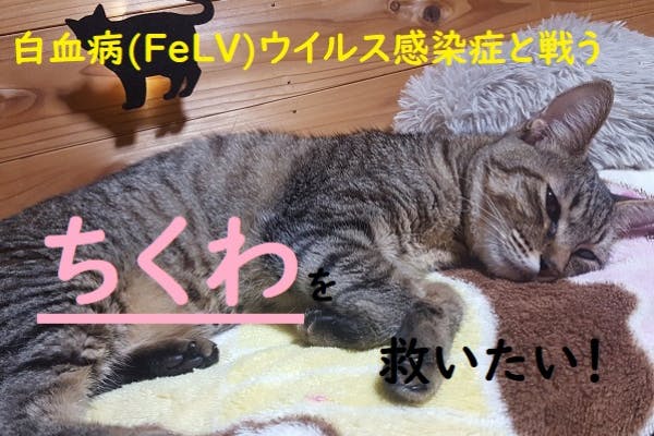 猫白血病ウイルス Felv 感染症と闘う ちくわ に幸せな余生を Campfire キャンプファイヤー