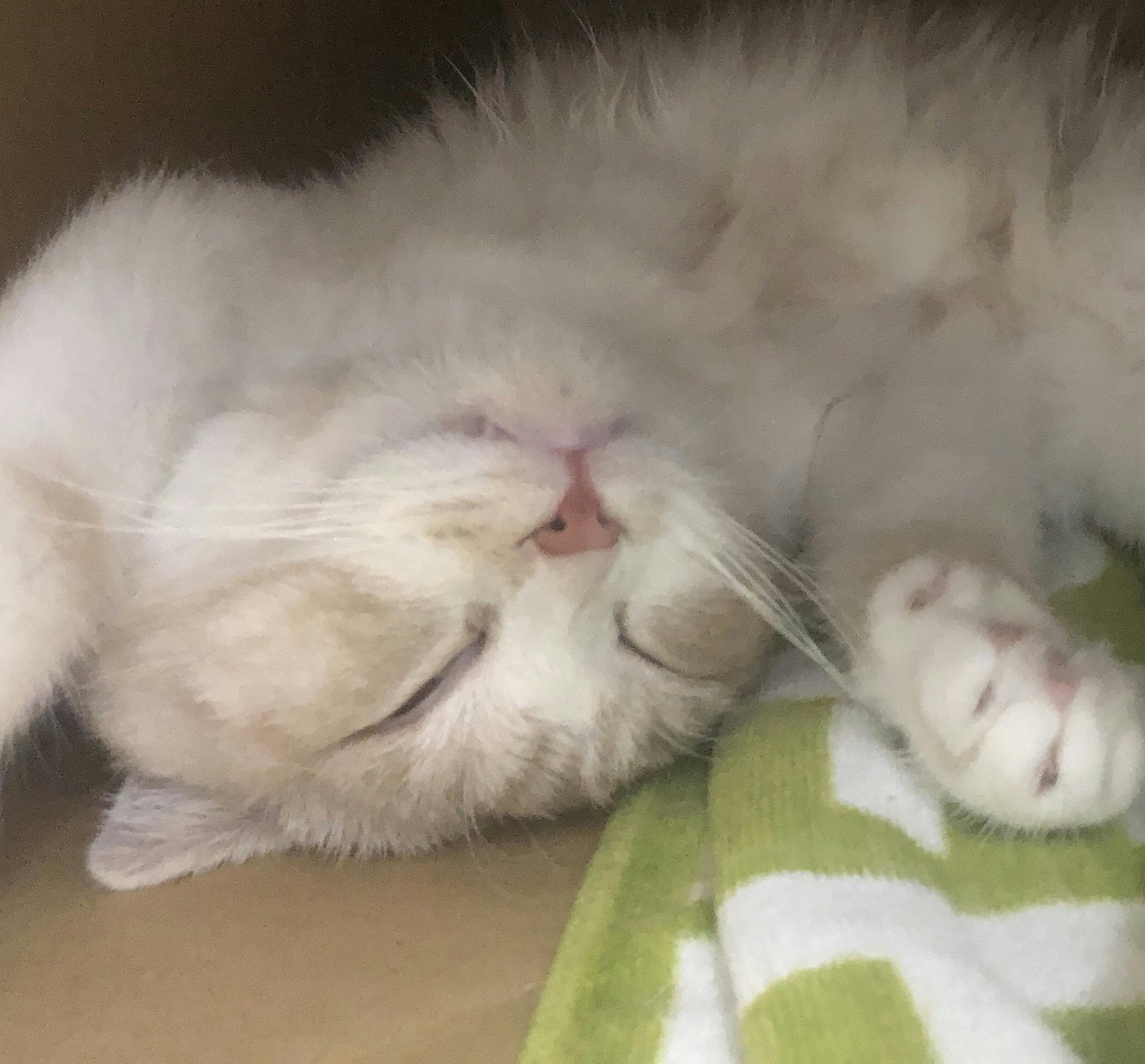 世田谷区で保護されている猫の里親にならせてください Campfire キャンプファイヤー 世田谷区で保護されている猫の里親にならせてください Campfire キャンプファイヤー