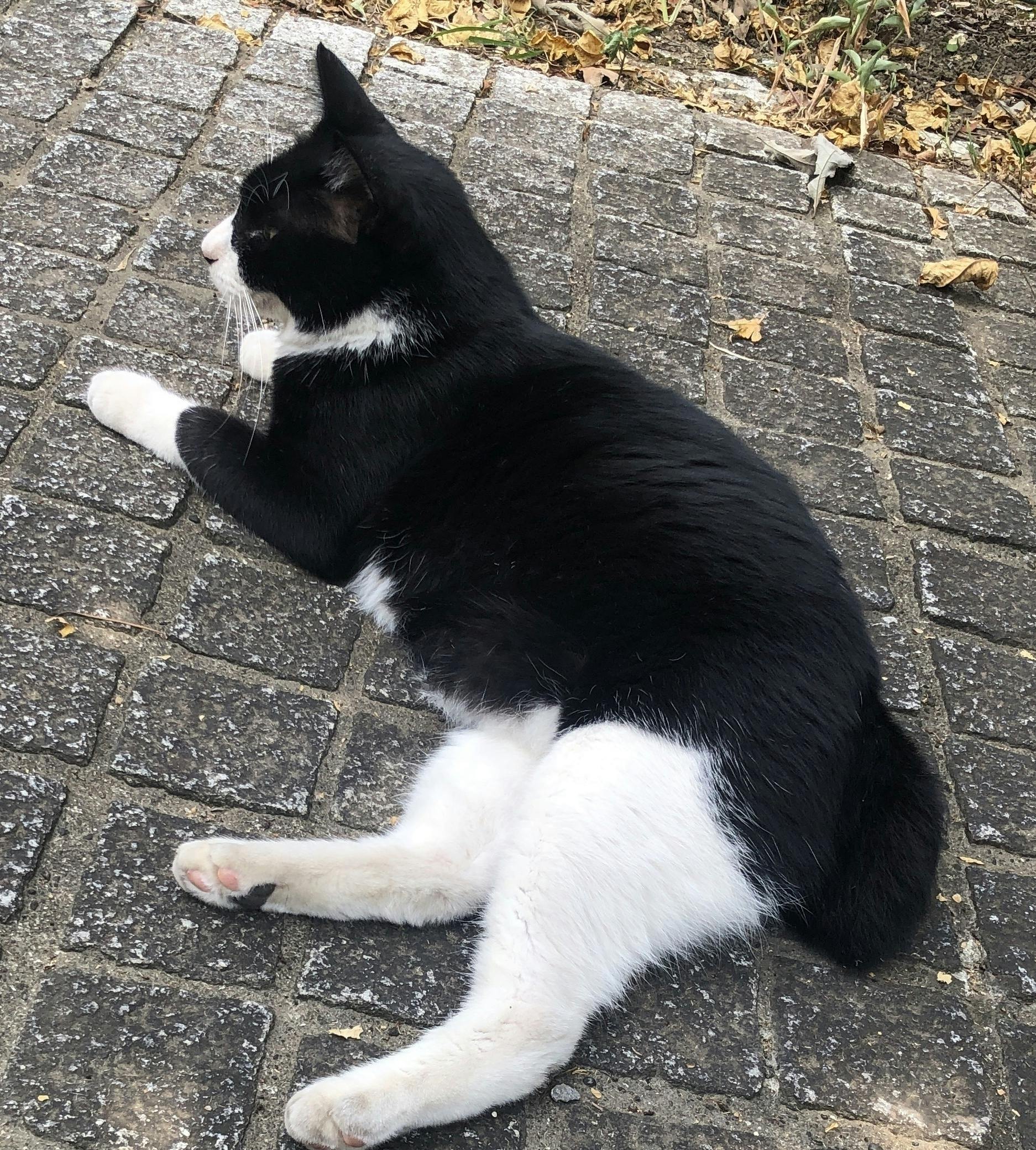 世田谷区で保護されている猫の里親にならせてください Campfire キャンプファイヤー 世田谷区で保護されている猫の里親にならせてください Campfire キャンプファイヤー