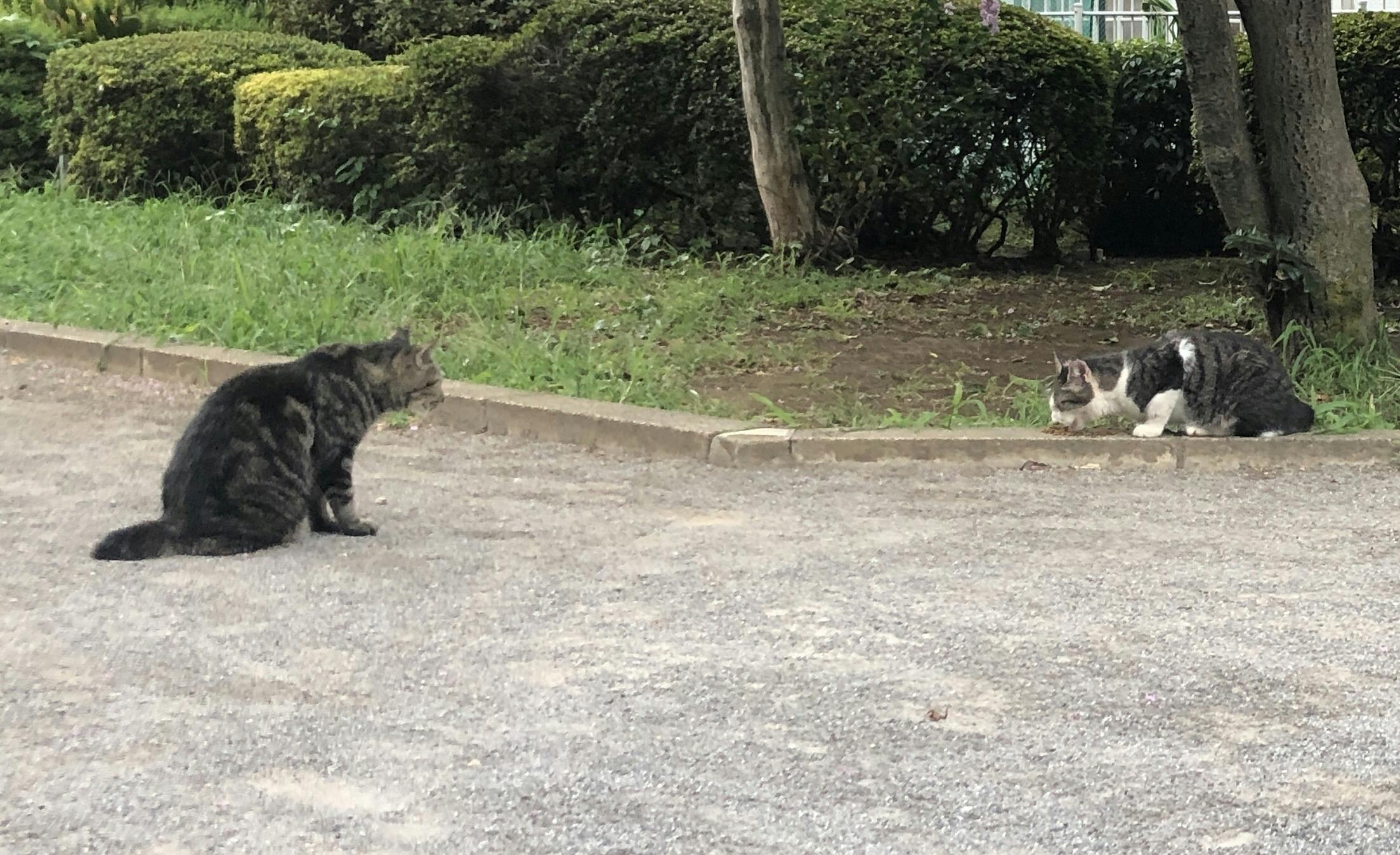 世田谷区で保護されている猫の里親にならせてください Campfire キャンプファイヤー 世田谷区で保護されている猫の里親にならせてください Campfire キャンプファイヤー