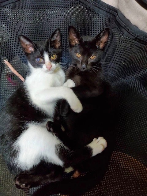 鎌倉の野良猫たち、難病、大怪我の猫たちを助けて！ - CAMPFIRE 