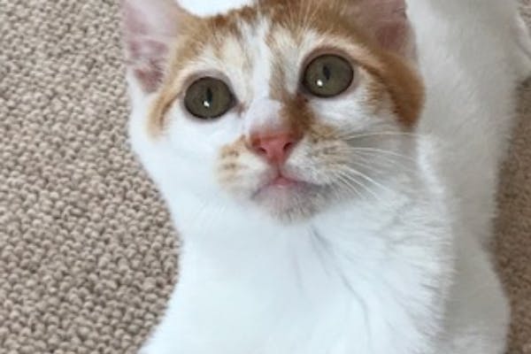 Fip伝染性腹膜炎 保護子猫トトちゃんの命を繋いでいただけないでしょうか Campfire キャンプファイヤー