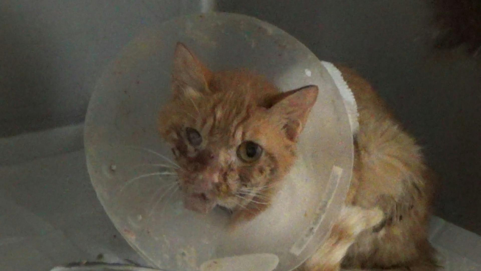 大怪我をしていた 外猫ちゃんの手術費 治療費のご支援のお願いです Campfire キャンプファイヤー 大怪我をしていた 外猫ちゃんの手術費 治療費のご支援のお願いです Campfire キャンプファイヤー