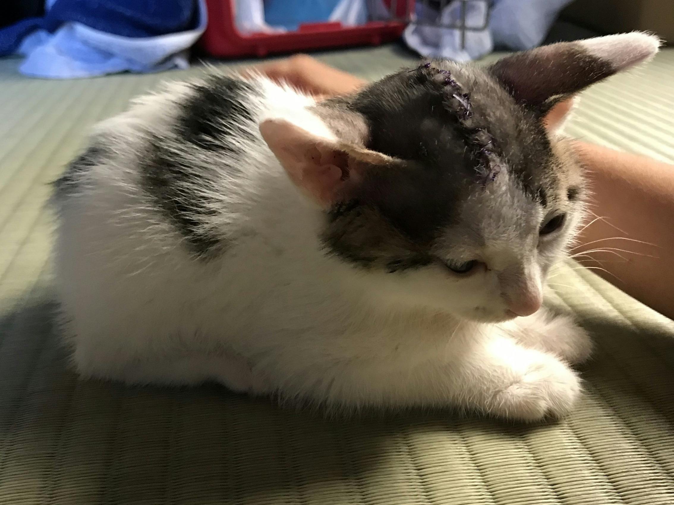 瓦礫の下敷きになり大怪我をした仔猫を助けたい 手術費 治療費の支援のおねがい Campfire キャンプファイヤー 瓦礫の下敷きになり大怪我をした仔猫を助けたい 手術費 治療費の支援のおねがい Campfire キャンプファイヤー