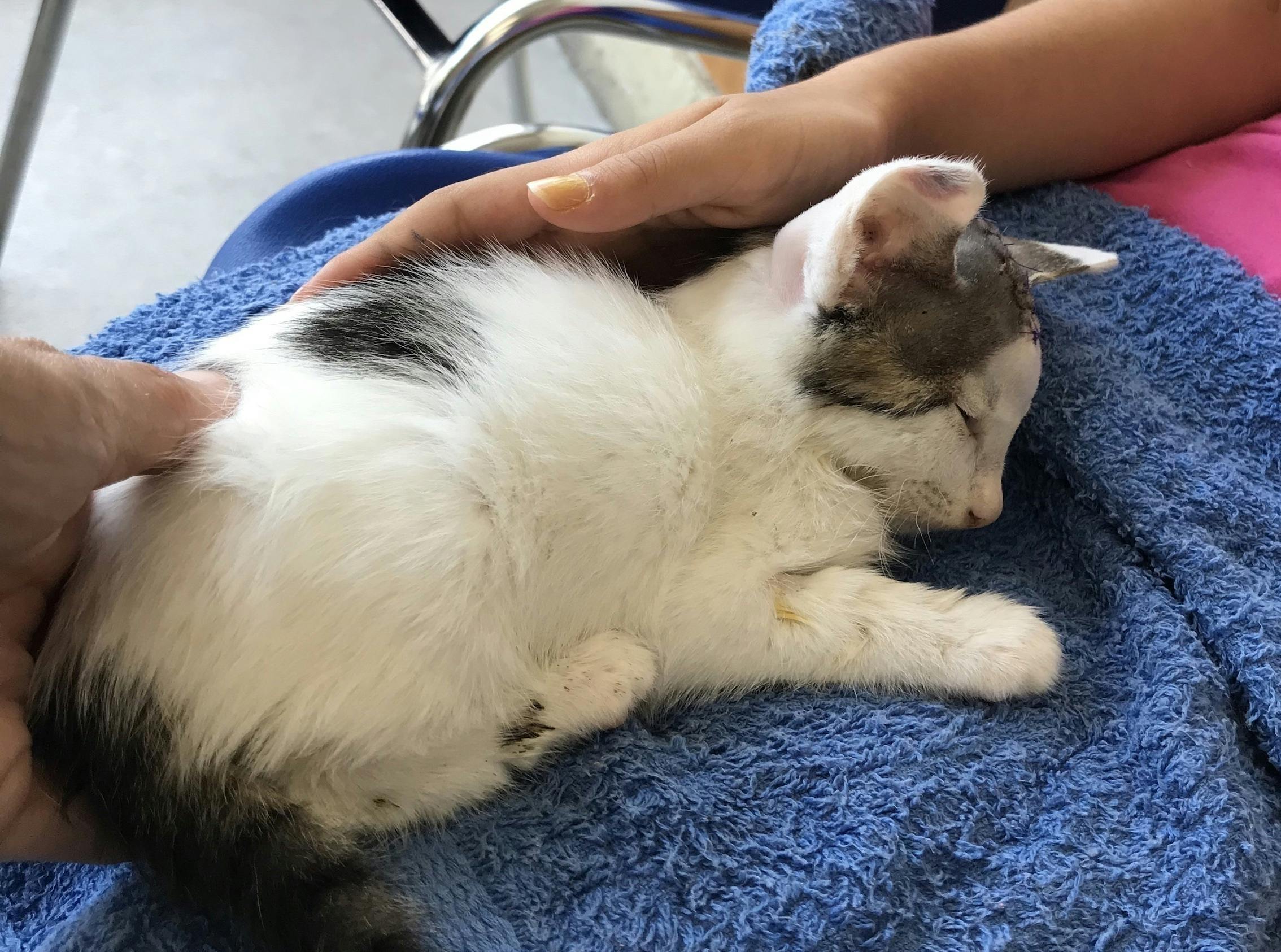 瓦礫の下敷きになり大怪我をした仔猫を助けたい 手術費 治療費の支援のおねがい Campfire キャンプファイヤー 瓦礫の下敷きになり大怪我をした仔猫を助けたい 手術費 治療費の支援のおねがい Campfire キャンプファイヤー