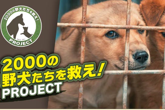 全国の野犬、野良猫たちを救え!