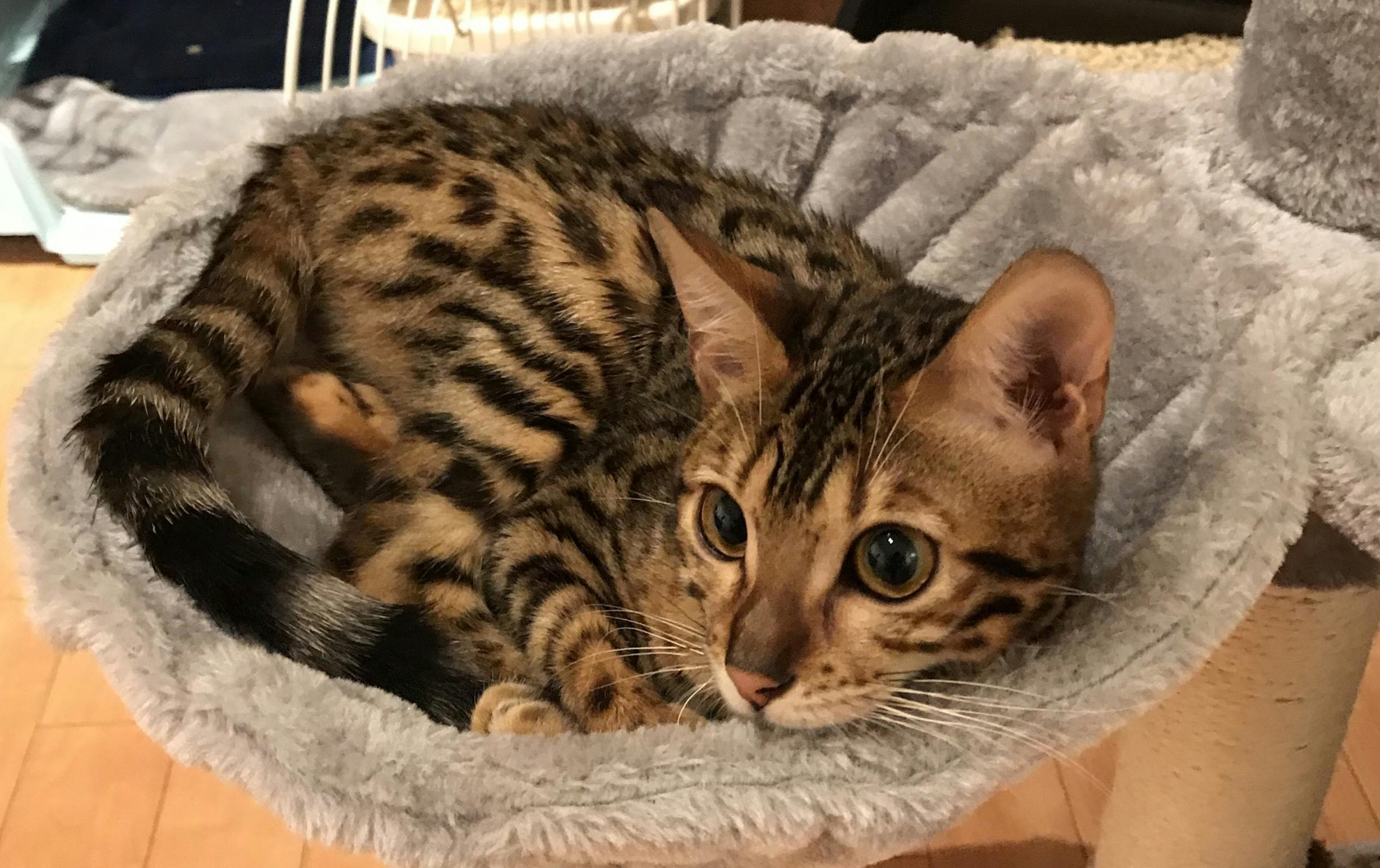 猫伝染性腹膜炎 Fip ベンガル猫のみとちゃんに治療費のご支援お願いします Campfire キャンプファイヤー 猫伝染性腹膜炎 Fip ベンガル猫のみとちゃんに治療費のご支援お願いします Campfire キャンプファイヤー