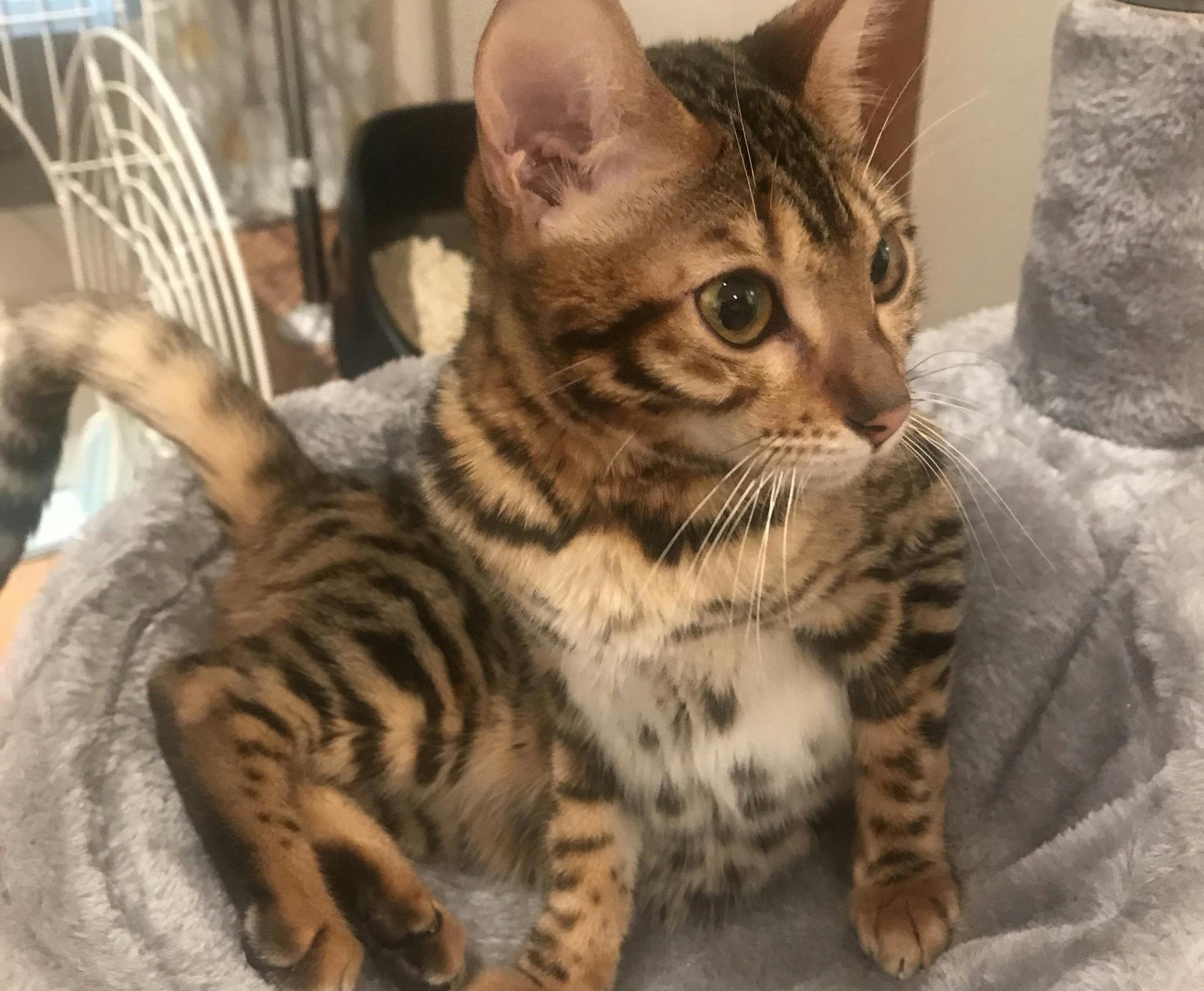 猫伝染性腹膜炎 Fip ベンガル猫のみとちゃんに治療費のご支援お願いしますの支援者一覧 Campfire キャンプファイヤー 猫伝染性腹膜炎 Fip ベンガル猫のみとちゃんに治療費のご支援お願いしますの支援者一覧 Campfire キャンプファイヤー