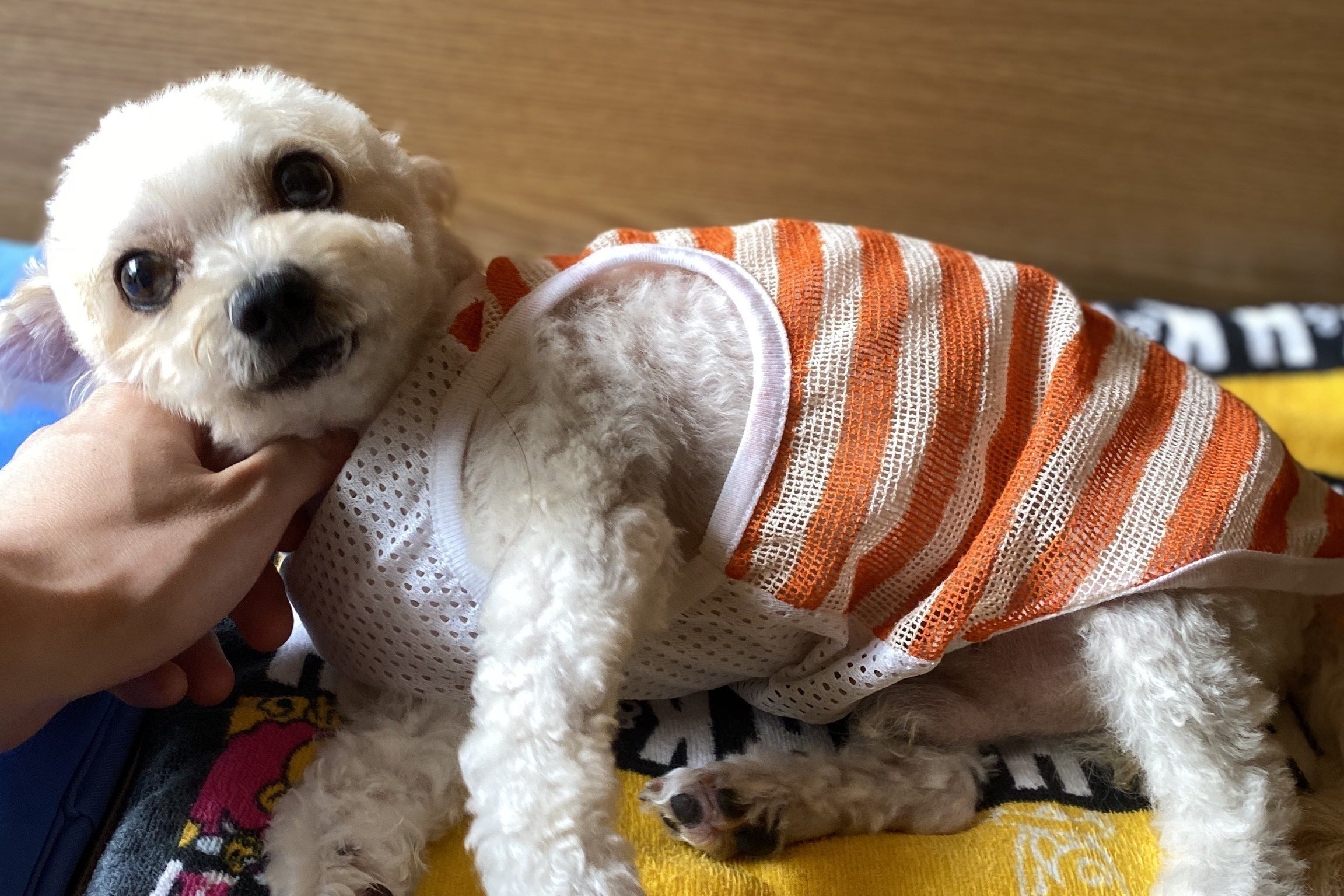 手術費用のお願い 愛犬クゥさん 9 を副腎腫瘍から救って下さい Campfire キャンプファイヤー 手術費用のお願い 愛犬クゥさん 9 を副腎腫瘍から救って下さい Campfire キャンプファイヤー