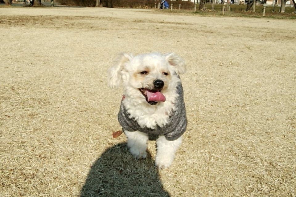 手術費用のお願い 愛犬クゥさん 9 を副腎腫瘍から救って下さい Campfire キャンプファイヤー 手術費用のお願い 愛犬クゥさん 9 を副腎腫瘍から救って下さい Campfire キャンプファイヤー