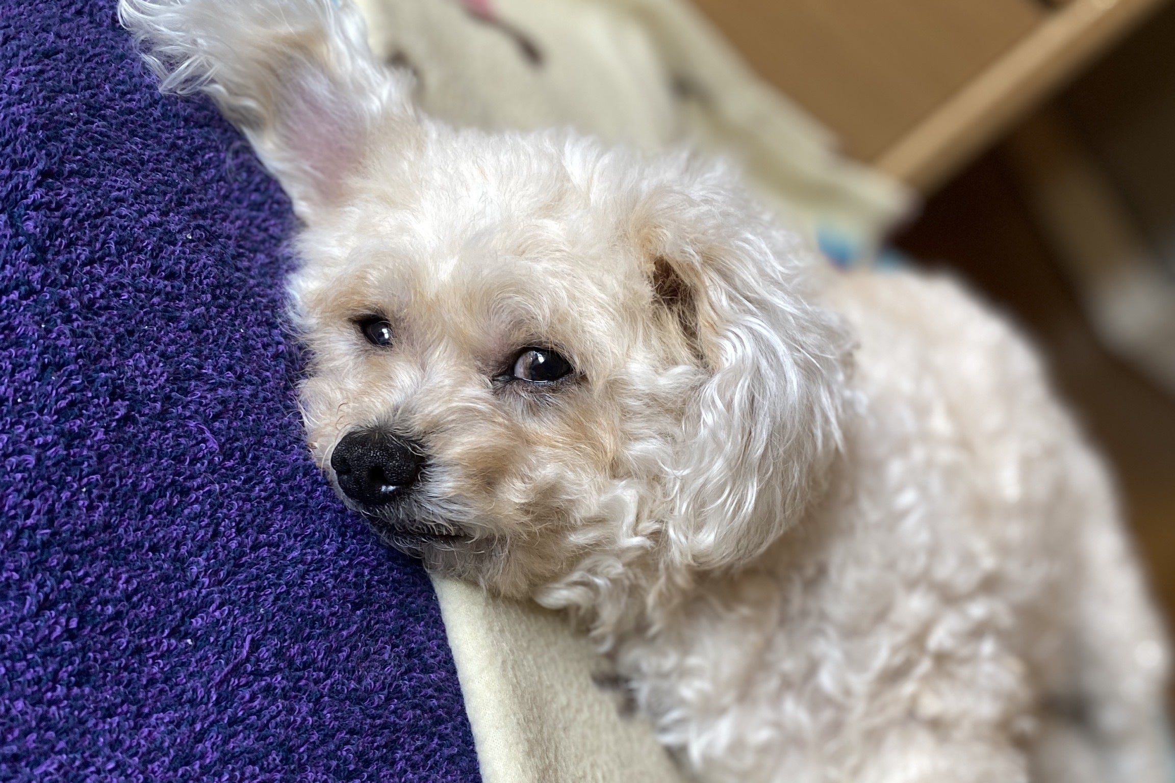 手術費用のお願い 愛犬クゥさん 9 を副腎腫瘍から救って下さい Campfire キャンプファイヤー 手術費用のお願い 愛犬クゥさん 9 を副腎腫瘍から救って下さい Campfire キャンプファイヤー