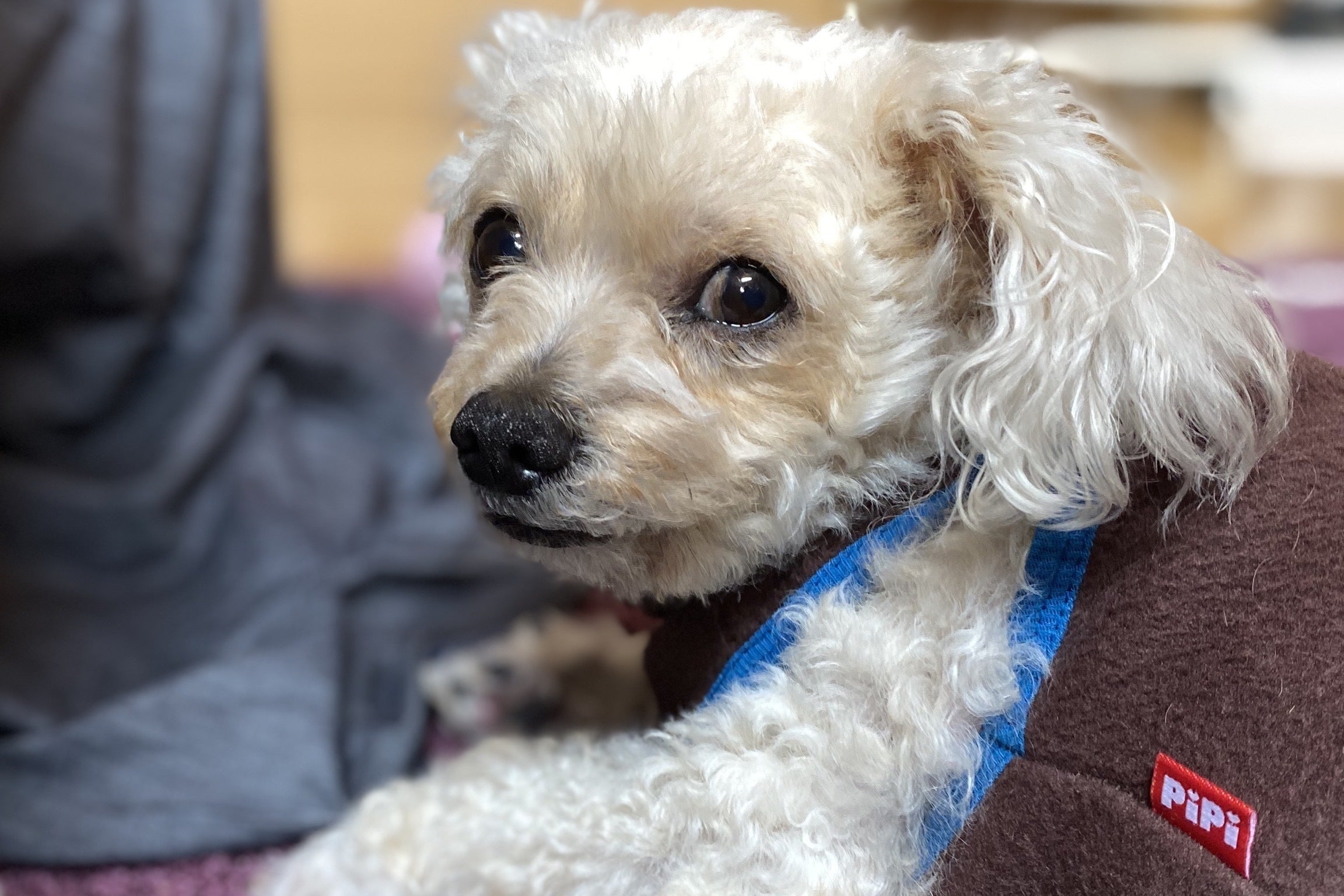 手術費用のお願い 愛犬クゥさん 9 を副腎腫瘍から救って下さい Campfire キャンプファイヤー 手術費用のお願い 愛犬クゥさん 9 を副腎腫瘍から救って下さい Campfire キャンプファイヤー
