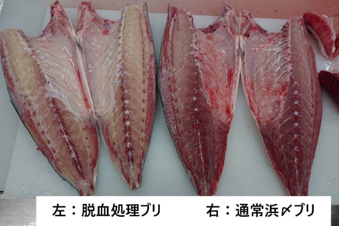 特別な魚で年末年始 めで鯛 出世魚の鰤 を食べてもらいたい Campfire キャンプファイヤー