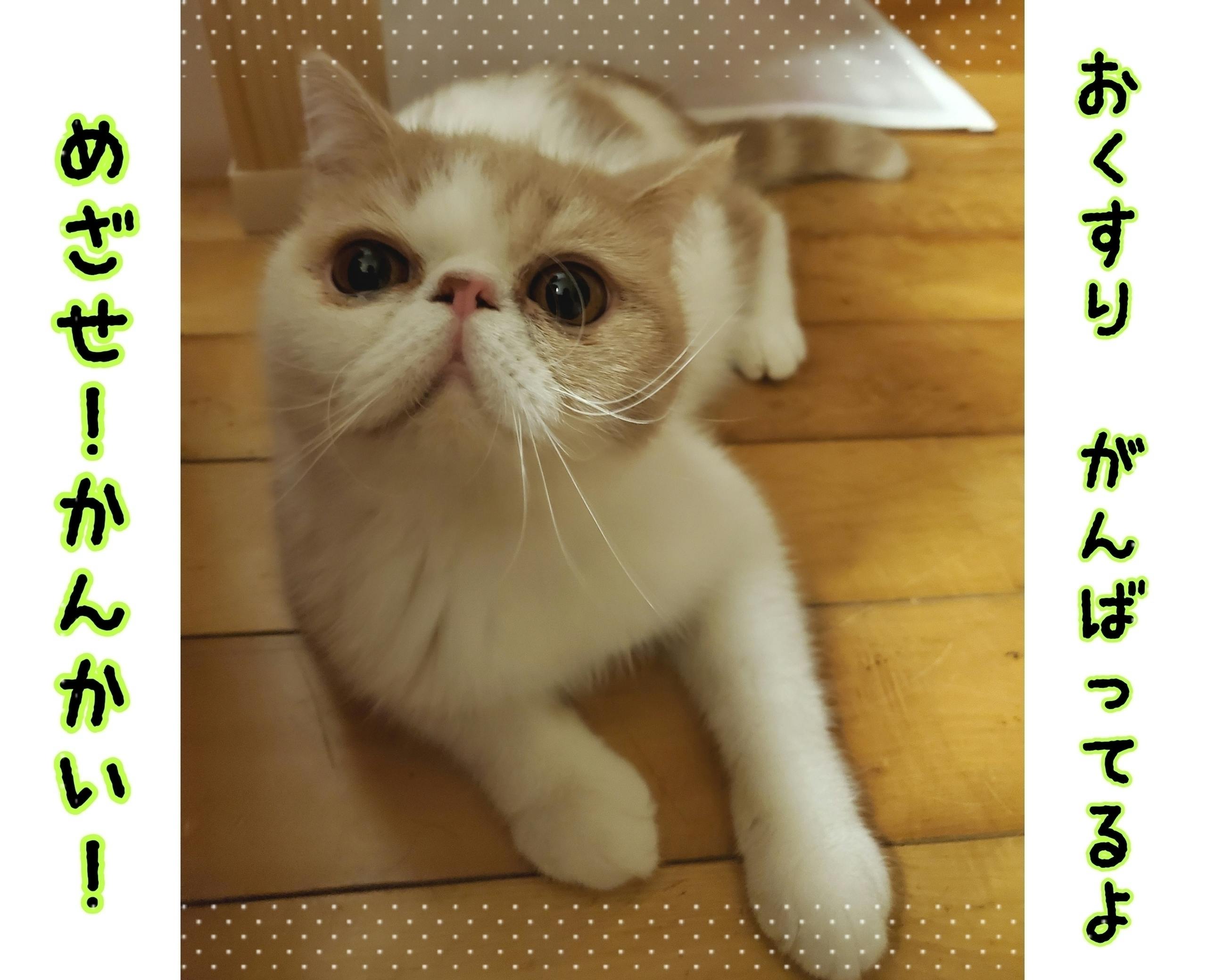致死率100 難病fipの愛猫 はに丸 にご支援ご協力のお願いです Campfire キャンプファイヤー 致死率100 難病fipの愛猫 はに丸 にご支援ご協力のお願いです Campfire キャンプファイヤー