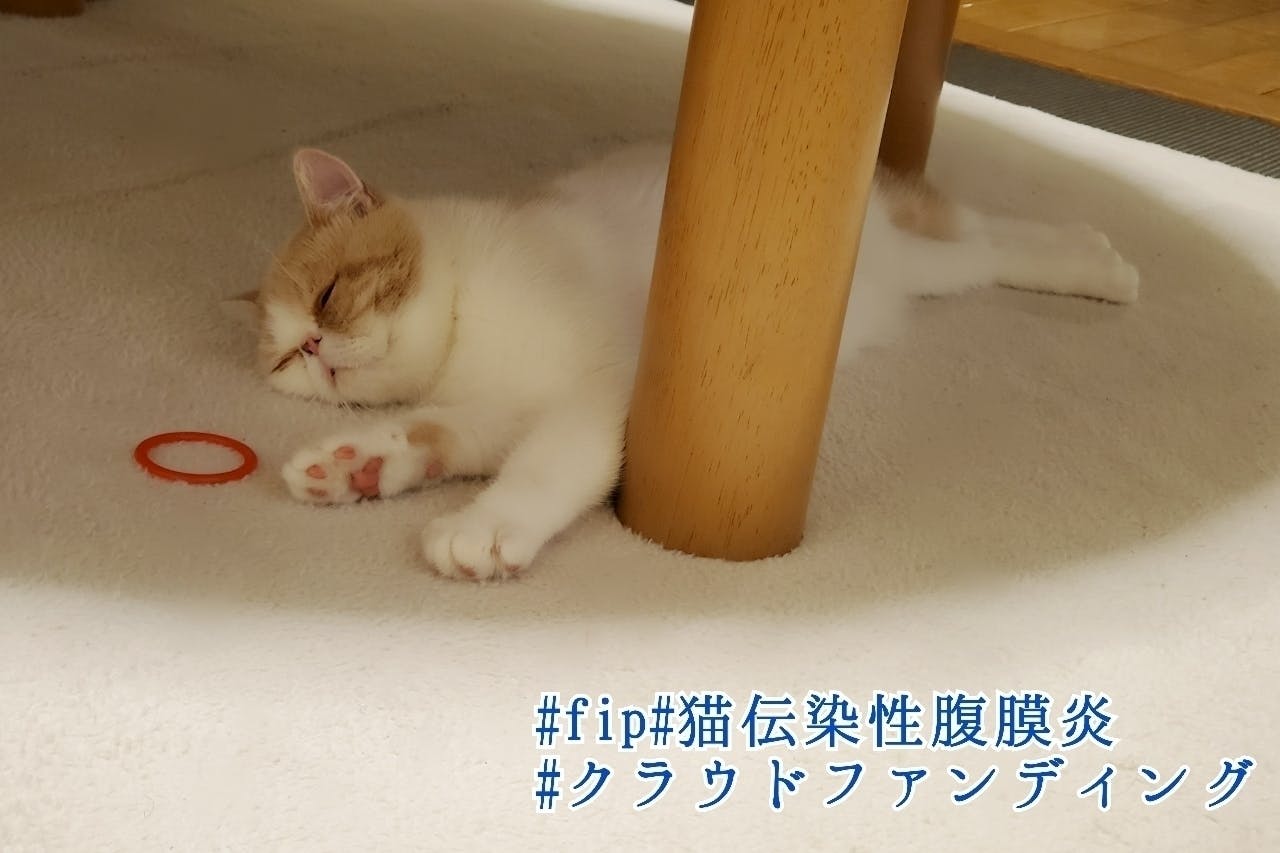 致死率100 難病fipの愛猫 はに丸 にご支援ご協力のお願いです Campfire キャンプファイヤー 致死率100 難病fipの愛猫 はに丸 にご支援ご協力のお願いです Campfire キャンプファイヤー