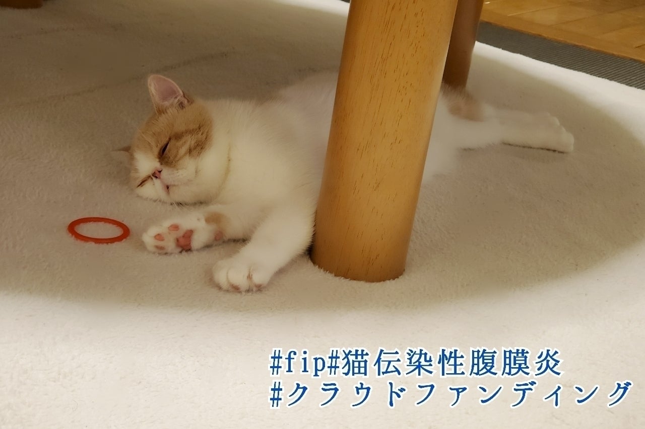 致死率100 難病fipの愛猫 はに丸 にご支援ご協力のお願いです Campfire キャンプファイヤー 致死率100 難病fipの愛猫 はに丸 にご支援ご協力のお願いです Campfire キャンプファイヤー