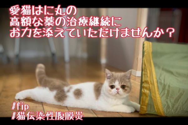 致死率100 難病ｆｉｐの愛猫 はに丸 にご支援ご協力のお願いです Campfire キャンプファイヤー