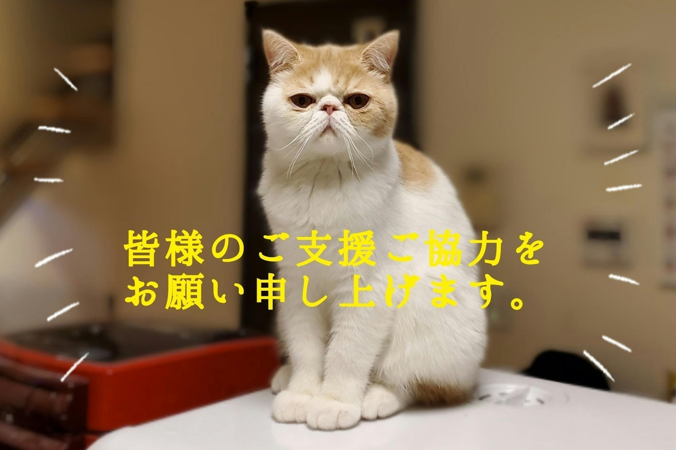 致死率100 難病fipの愛猫 はに丸 にご支援ご協力のお願いです Campfire キャンプファイヤー 致死率100 難病fipの愛猫 はに丸 にご支援ご協力のお願いです Campfire キャンプファイヤー