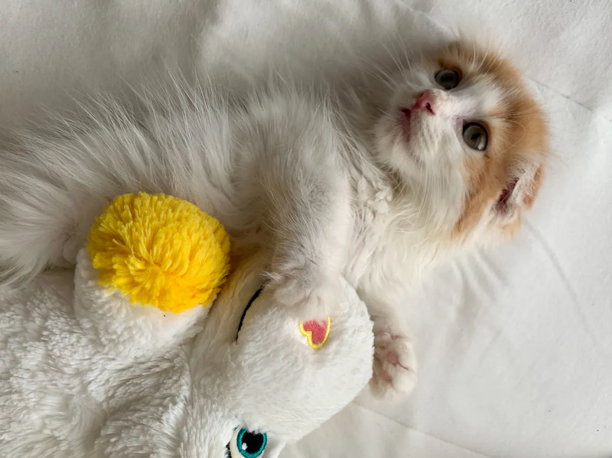 2番目のメイン画像