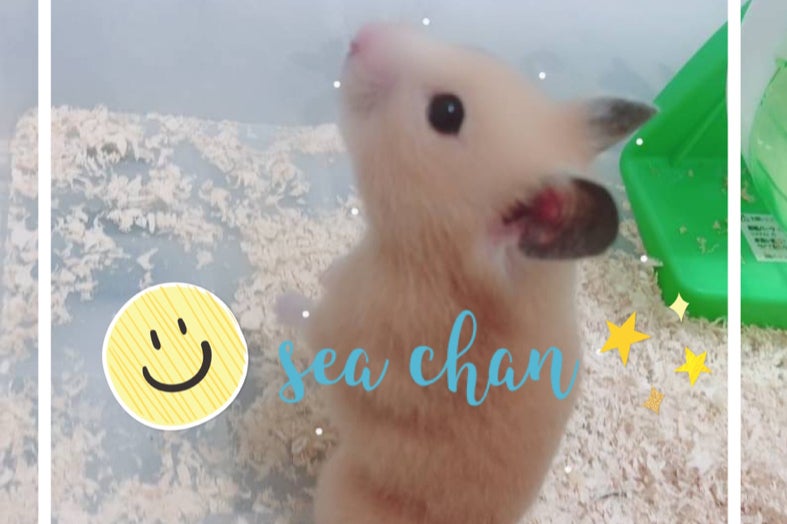 最も欲しかった ハムスター 顔文字 0044 ハムスター 顔文字