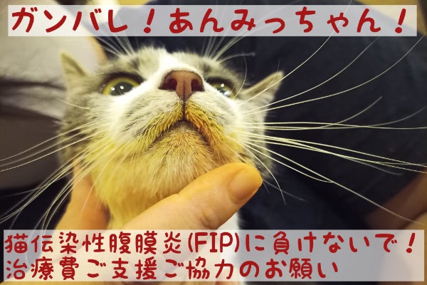ガンバレ あんみっちゃん 猫伝染性腹膜炎 Fip 治療費支援のお願い Campfire キャンプファイヤー