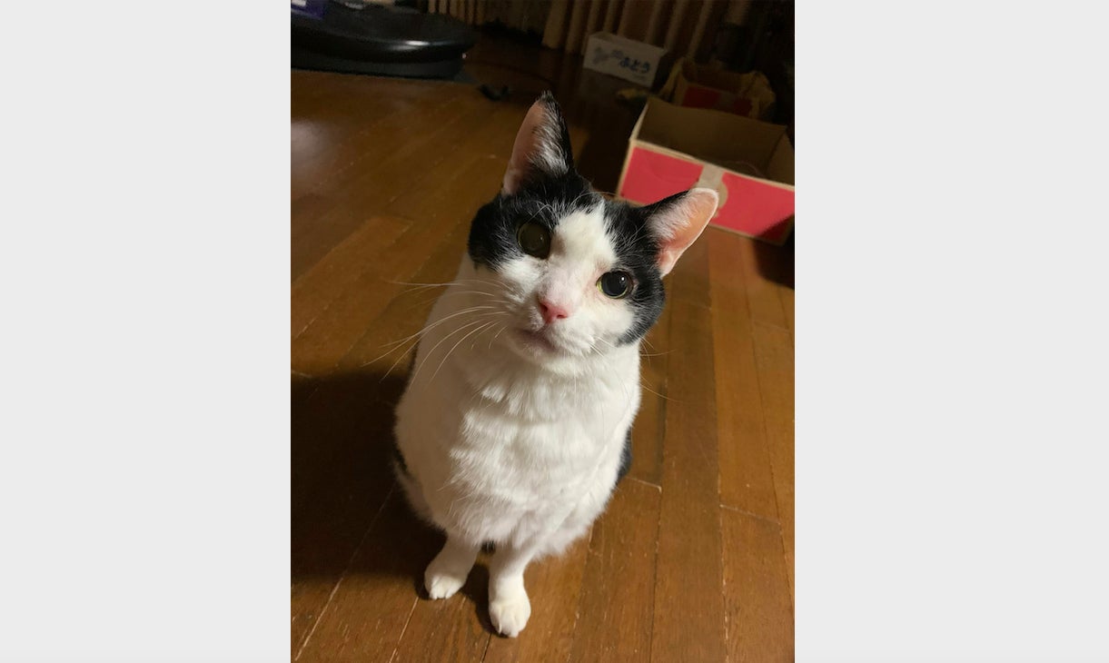 スマートフォンアプリを通して新しいカタチで 猫業界 を盛り上げたい Campfire キャンプファイヤー
