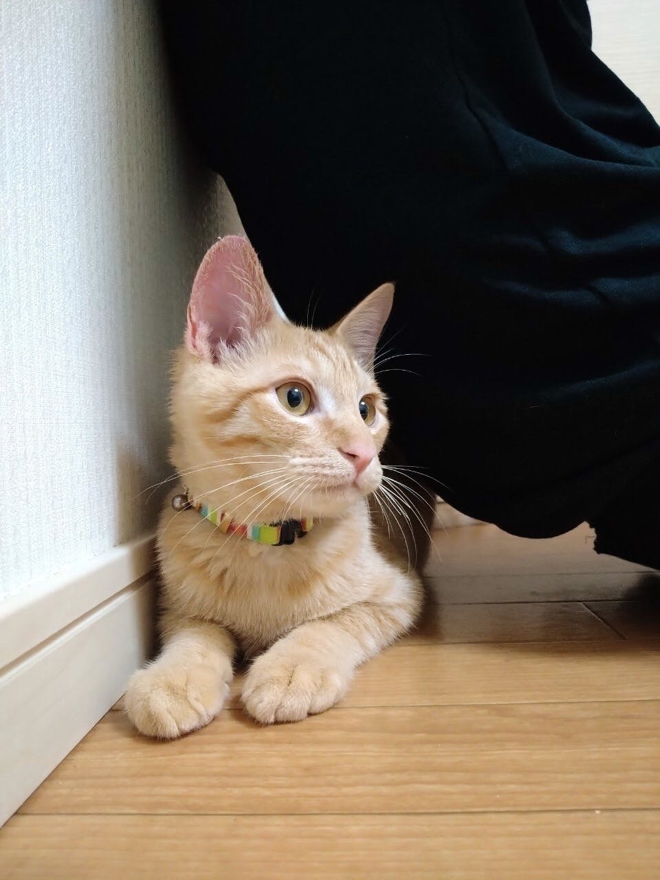 難病fipと闘う生後半年の愛猫テトを救いたい Campfire キャンプファイヤー 難病fipと闘う生後半年の愛猫テトを救いたい Campfire キャンプファイヤー