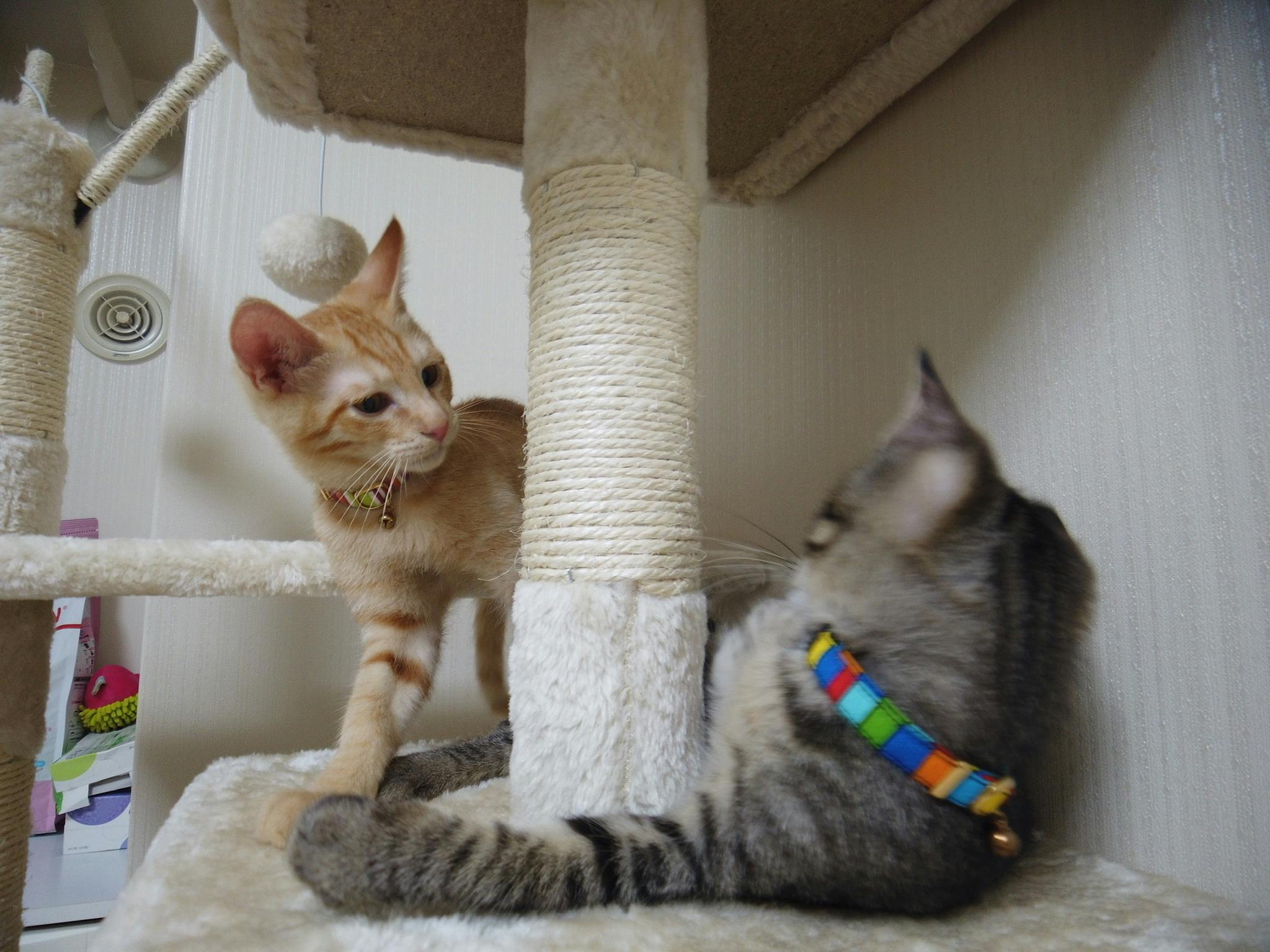難病fipと闘う生後半年の愛猫テトを救いたい Campfire キャンプファイヤー 難病fipと闘う生後半年の愛猫テトを救いたい Campfire キャンプファイヤー